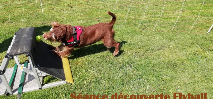 Séance de découverte Flyball